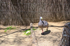 A duck in the Taronga Zoo, Sydney, Australia