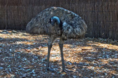 An emu in the Taronga Zoo, Sydney, Australia