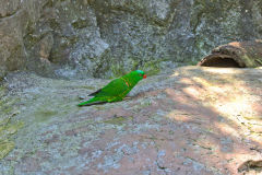 A parrot in the Taronga Zoo, Sydney, Australia