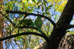 A parrot in the Taronga Zoo, Sydney, Australia