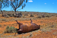 A dead cow near the town of Menzies in Western Australia