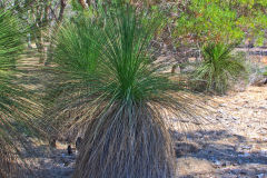 Bush landscape near Perth in Western Australia