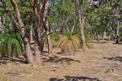 Bush landscape near Perth in Western Australia