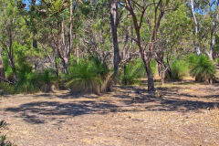 Bush landscape near Perth in Western Australia