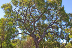 Bush landscape near Perth in Western Australia