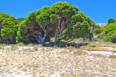 Scene at Rottnest Island, Western Australia