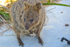 A quokka on Rottnest Island, Western Australia