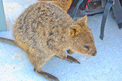 A quokka on Rottnest Island, Western Australia