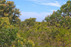 Landscape in Western Australia, north of Perth