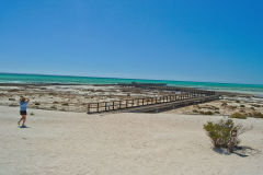 Beach of Hamelin Pool at Shark Bay in Western Australia