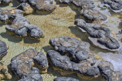 Stromatolites at Hamelin Pool at Shark Bay in Western Australia