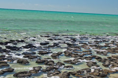 Stromatolites at Hamelin Pool at Shark Bay in Western Australia