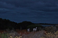 Sheeps at night at Big Lagoon, Shark Bay, Western Australia