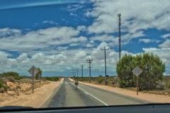 Emu on the road near Denham at the Shark Bay, Western Australia