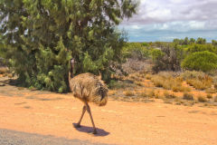 Emu on the road near Denham at the Shark Bay, Western Australia