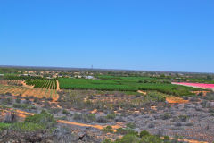 The fields of Carnarvon, Western Australia