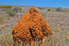 Termite nest near Coral Bay, Western Australia