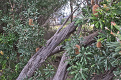 Plants at the South Head in Winter in Sydney, Australia