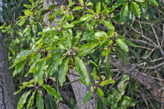 Plants at the South Head in Winter in Sydney, Australia