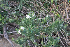 Plants at the South Head in Winter in Sydney, Australia