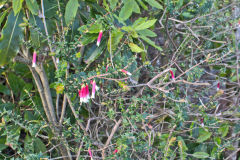 Plants at the South Head in Winter in Sydney, Australia