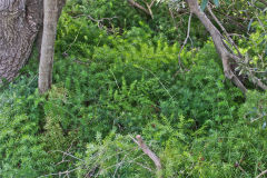 Plants at the South Head in Winter in Sydney, Australia