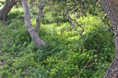 Plants at the South Head in Winter in Sydney, Australia