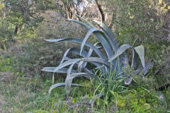 Plants at the South Head in Winter in Sydney, Australia