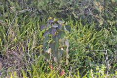 Plants at the South Head in Winter in Sydney, Australia