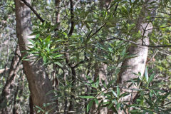 Scenery on a hike in the Blue Mountains, Australia