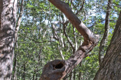 Scenery on a hike in the Blue Mountains, Australia