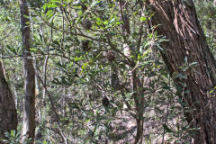 Scenery on a hike in the Blue Mountains, Australia