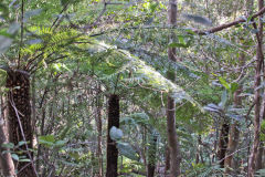 Scenery on a hike in the Blue Mountains, Australia