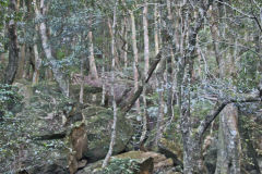 Scenery on a hike in the Blue Mountains, Australia