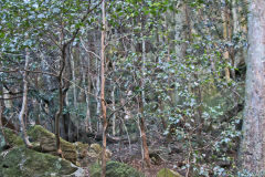 Scenery on a hike in the Blue Mountains, Australia