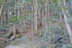 Scenery on a hike in the Blue Mountains, Australia