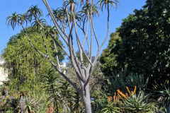 View in the Royal Botanical Garden Sydney, Australia