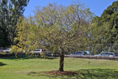 View in the Royal Botanical Garden Sydney, Australia