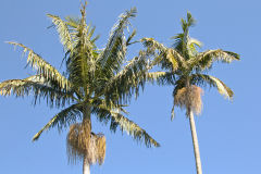 View in the Royal Botanical Garden Sydney, Australia