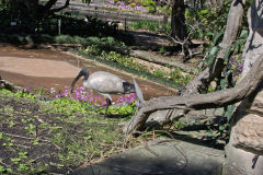 View in the Royal Botanical Garden Sydney, Australia