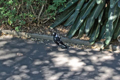 View in the Royal Botanical Garden Sydney, Australia