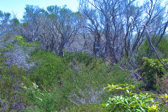 View on a hike at the North Cape near Manly in Sydney, Australia