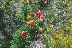 View on a hike at the North Cape near Manly in Sydney, Australia