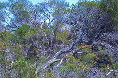 View on a hike at the North Cape near Manly in Sydney, Australia