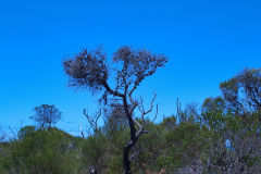 View on a hike at the North Cape near Manly in Sydney, Australia