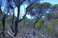 View on a hike at the North Cape near Manly in Sydney, Australia