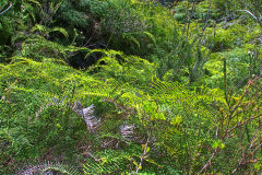 View on a hike at the North Cape near Manly in Sydney, Australia