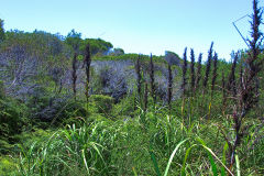 View on a hike at the North Cape near Manly in Sydney, Australia