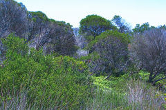 View on a hike at the North Cape near Manly in Sydney, Australia