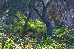 View on a hike at the North Cape near Manly in Sydney, Australia